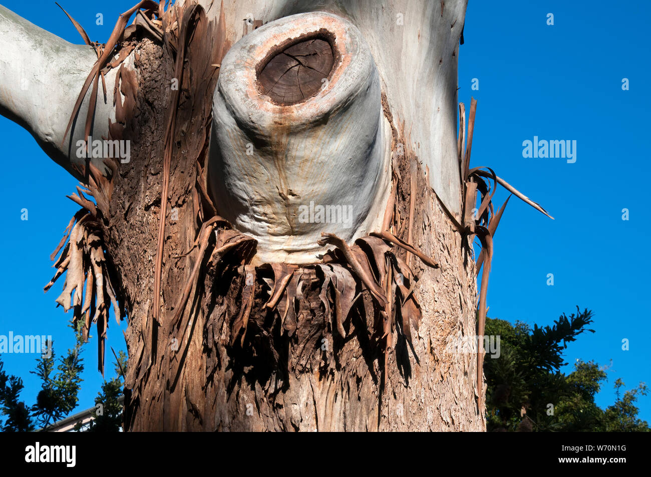 Sydney Australia, close-up of bark peeling on a Eucalyptus Grandis tree, also known as flooded gum or rose gum Stock Photo
