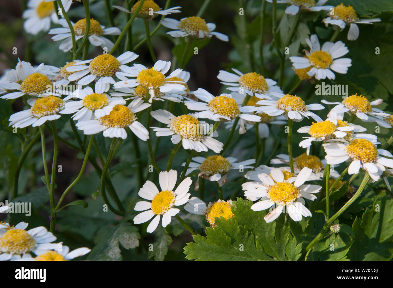 Sydney Australia, Tanacetum Parthenium or Feverfew is a medicinal herb that is used to prevent migraine headaches Stock Photo