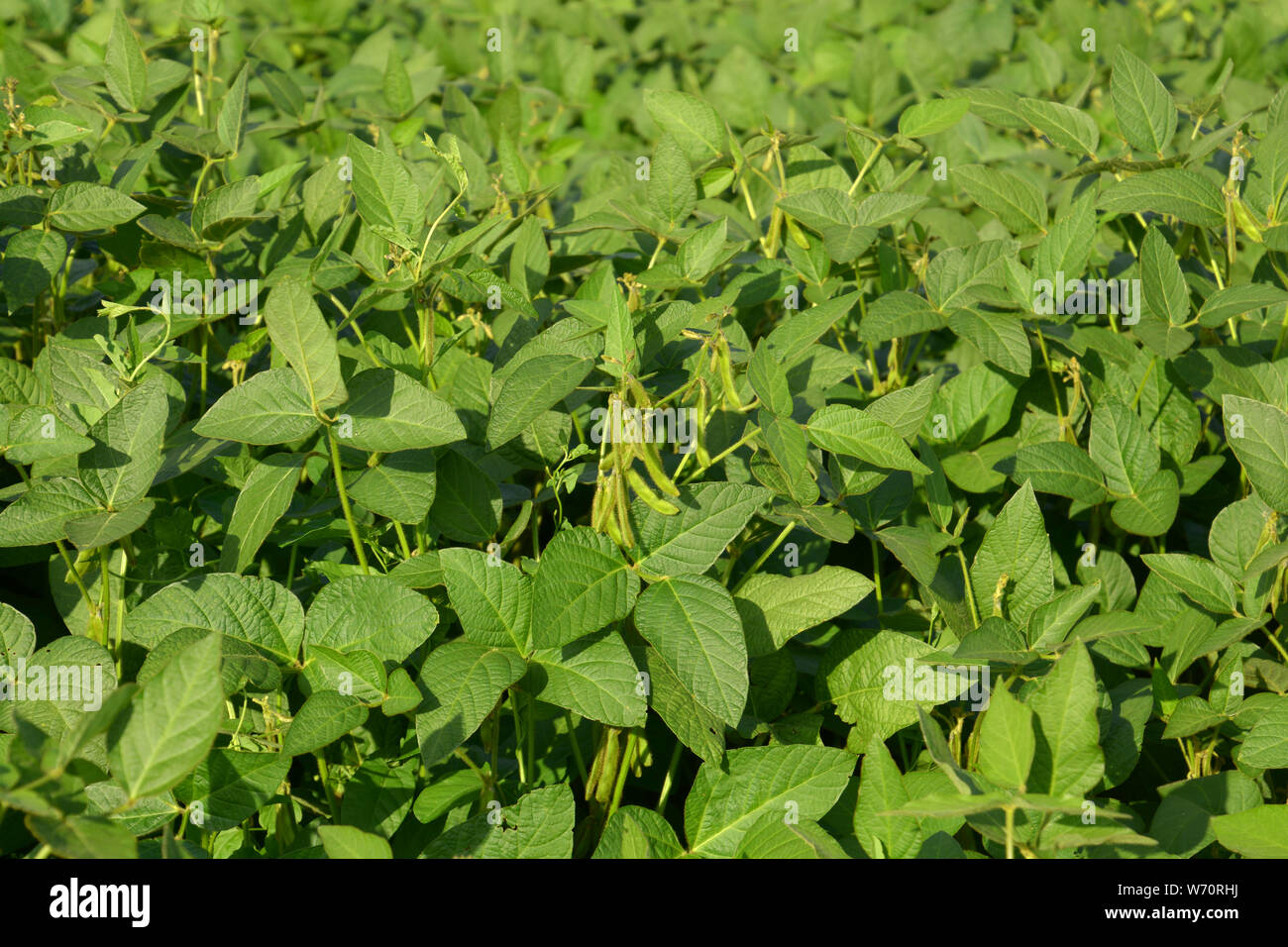 Glycine Max Pods At Sunrise, Soybean Or Glycine Max Field With Green 