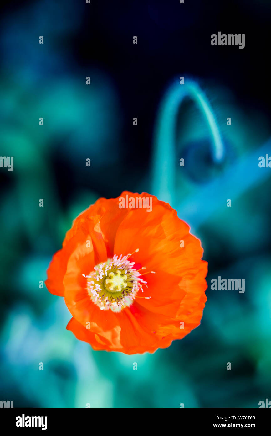 Orange poppy flower detail in garden Stock Photo