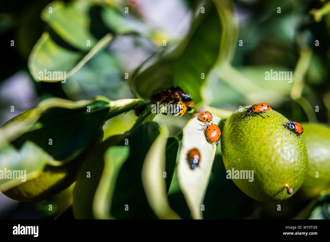 ladybugs on green leaves for organic pest control Stock Photo Alamy