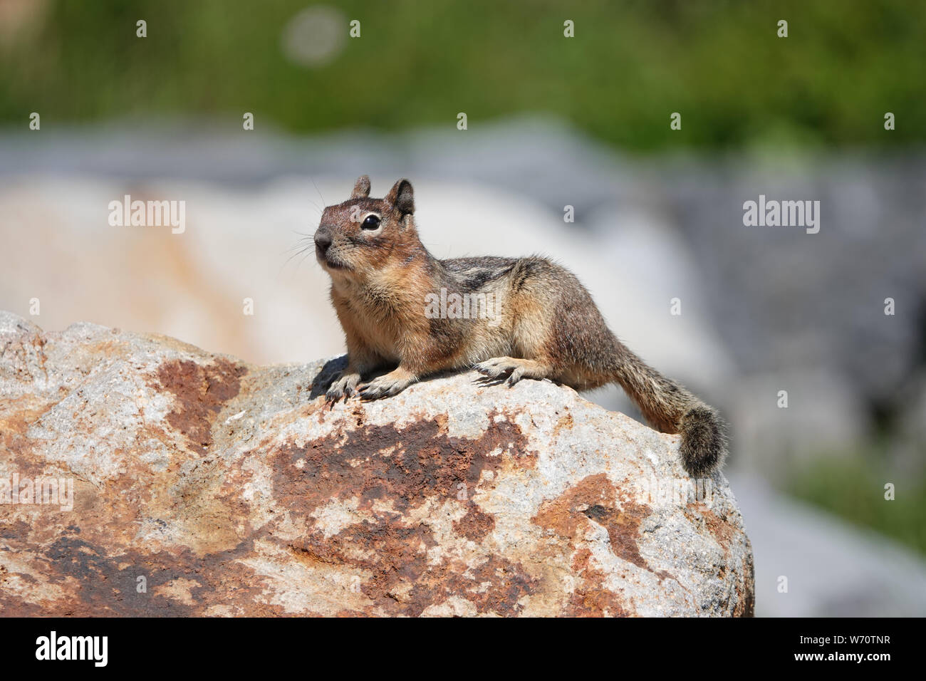 Cascade golden-mantled ground squirrel (Spermophilus saturatus) laying on a rock in Mount Rainier National Park Stock Photo