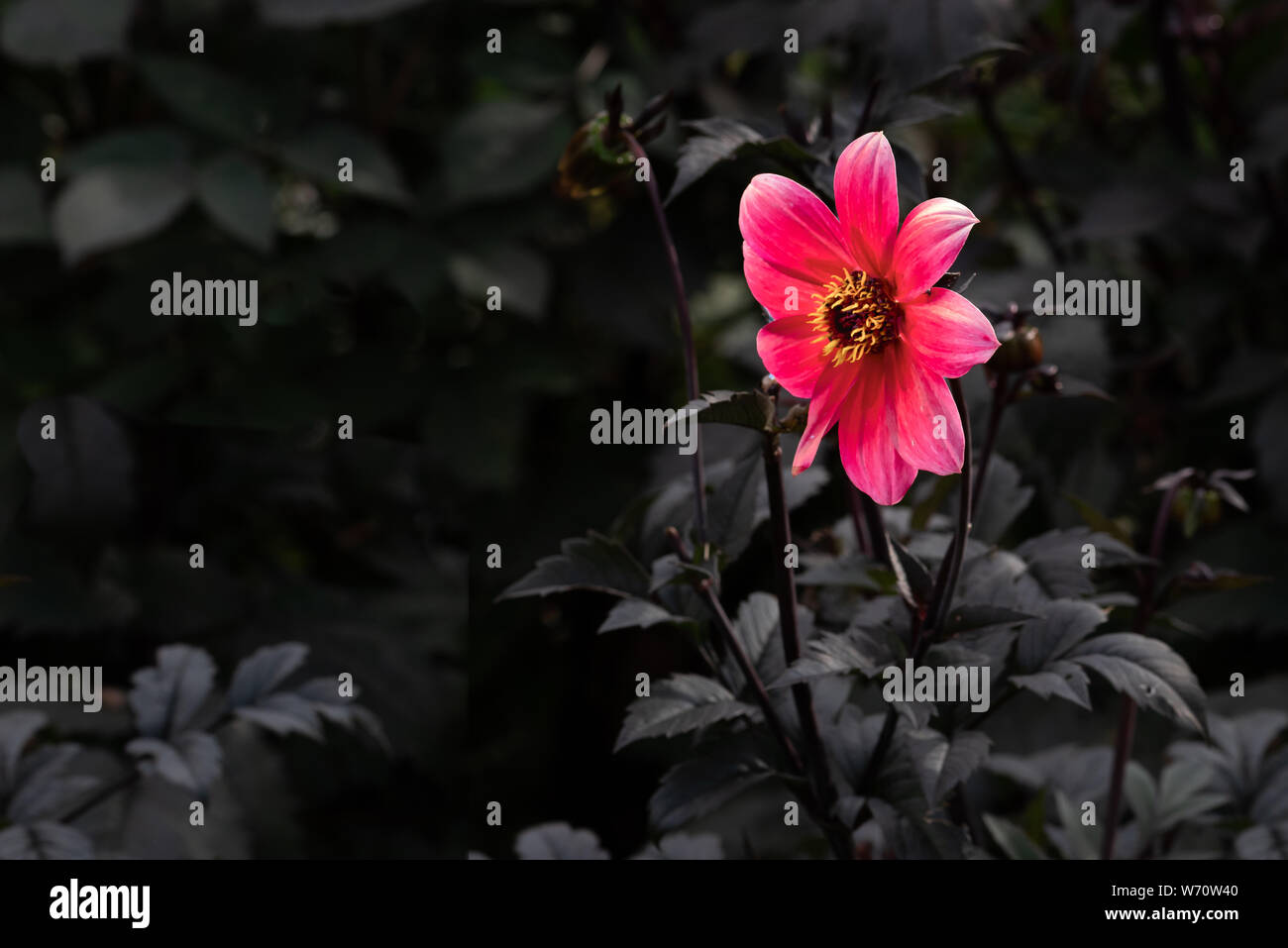 A single pink dahlia flower stands out against the dark foliage. there is copy space to the left Stock Photo