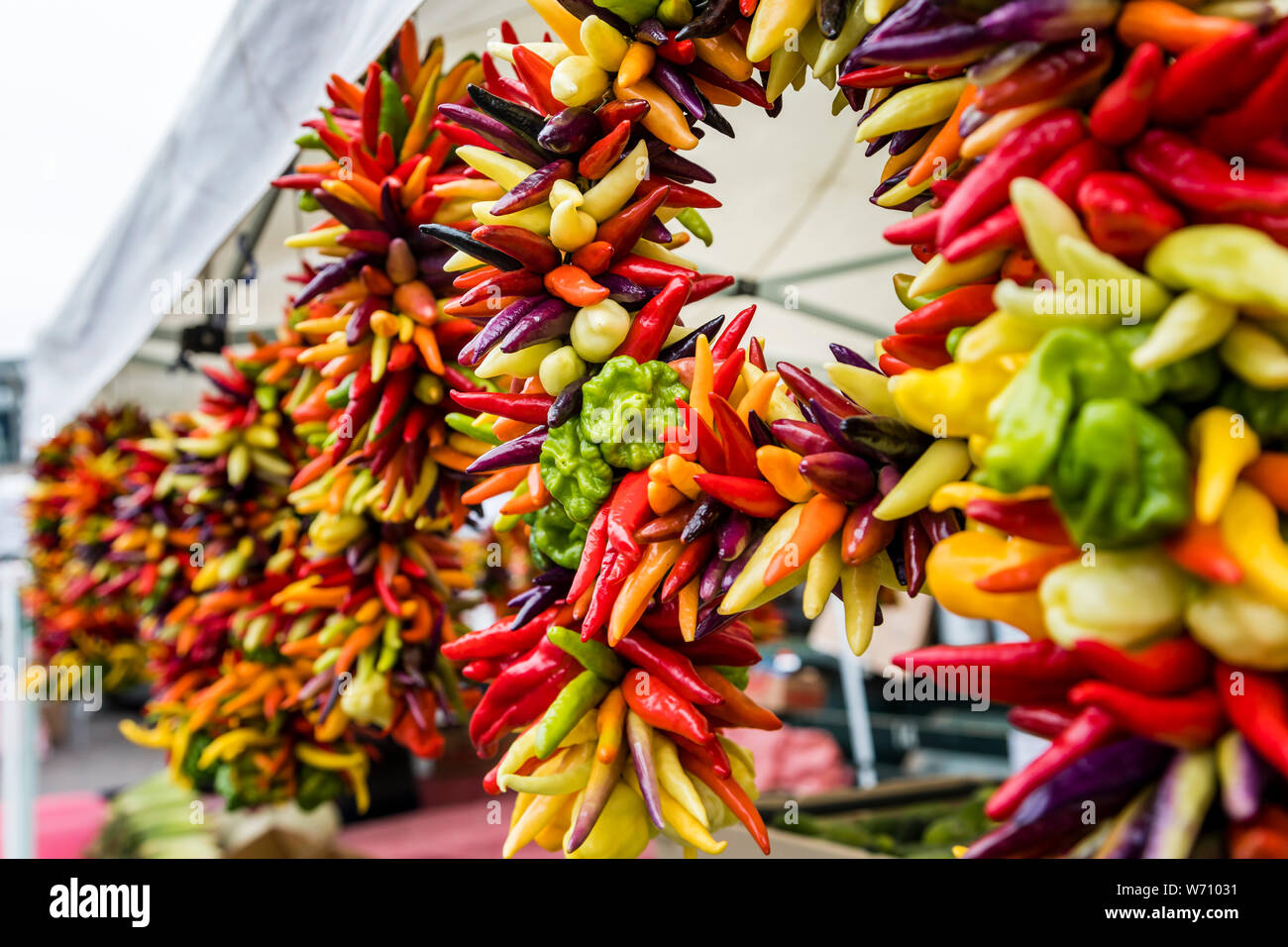 colorful chile peppers Stock Photo - Alamy