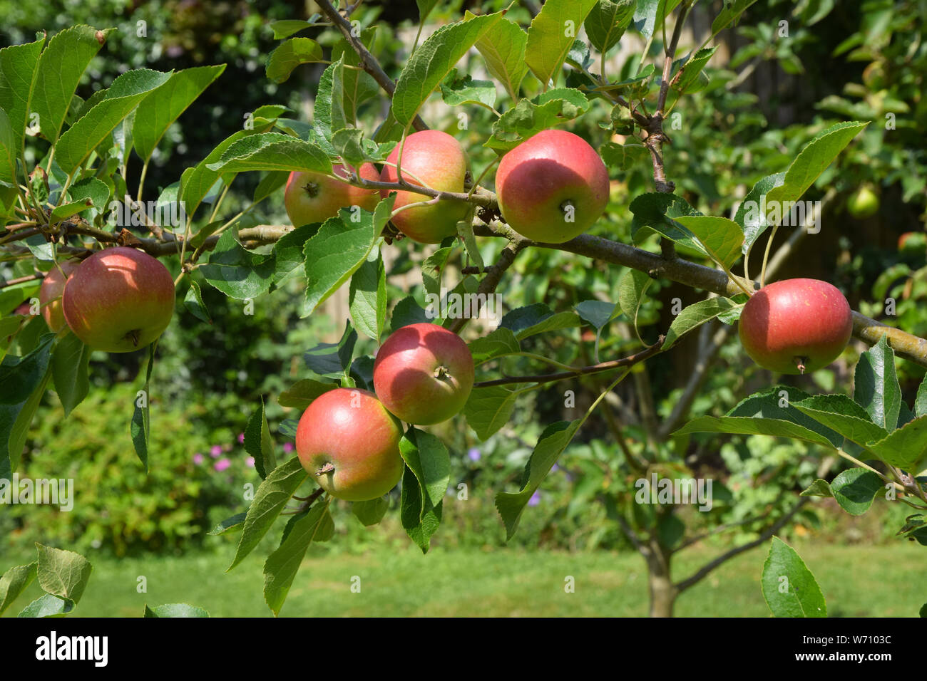 Eating apple, Malus domestica discovery Stock Photo