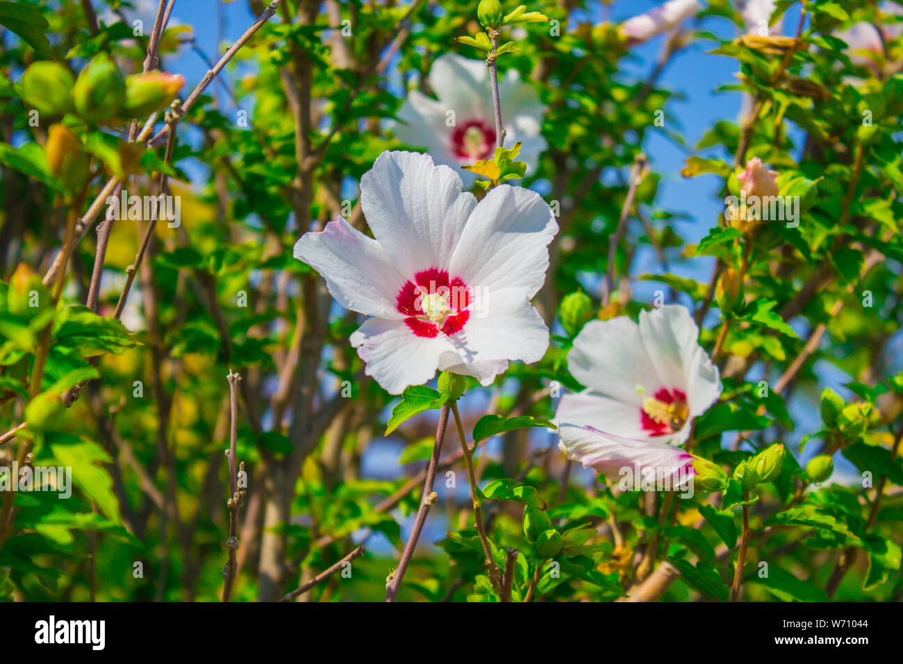 Hibiscus Moscheutos Beauty Flowers In Botanical Garden Photo Of Hibiscus Moscheutos Beauty Flowers In Botanical Garden Photo Of