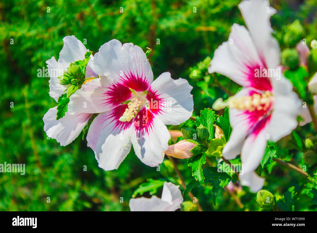 Hibiscus Moscheutos Beauty Flowers In Botanical Garden Photo Of Hibiscus Moscheutos Beauty Flowers In Botanical Garden Photo Of