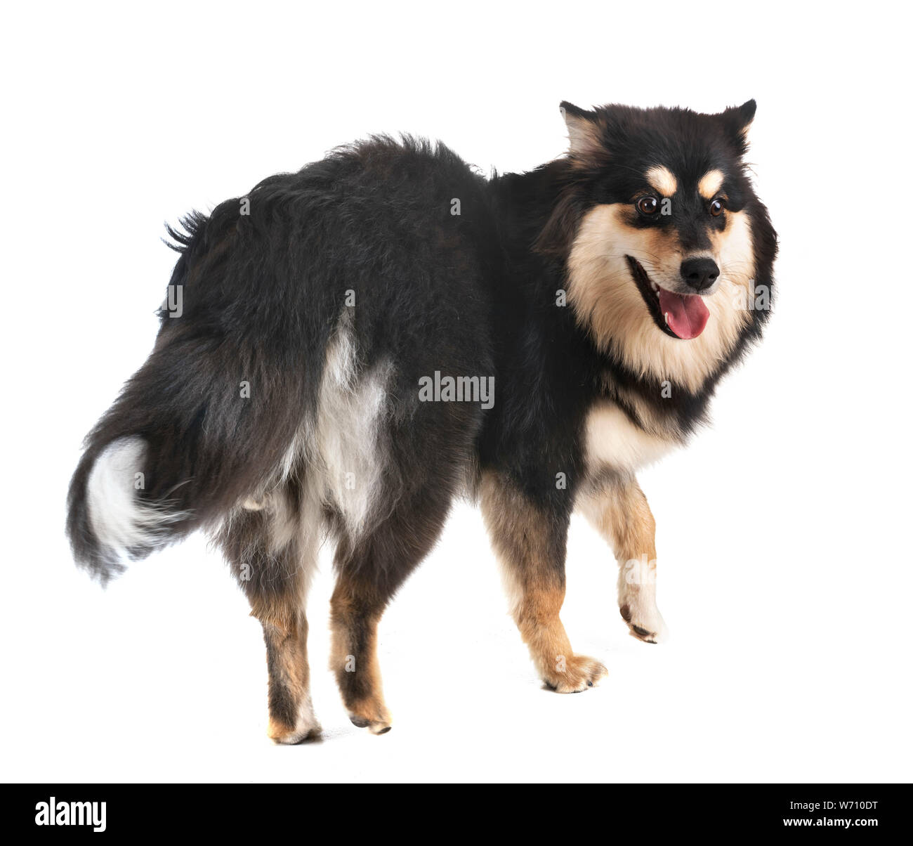 Finnish Lapphund in front of white background Stock Photo - Alamy