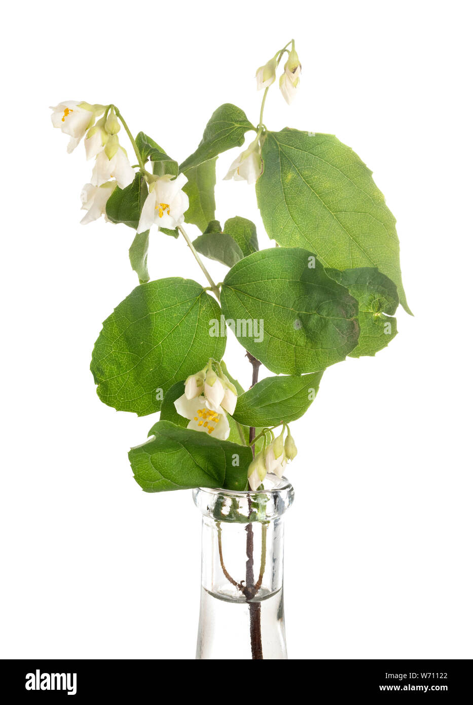Philadelphus flower in front of white background Stock Photo
