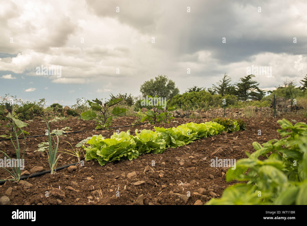 Vegetable garden. Row of fresh lettuces. Agriculture Stock Photo