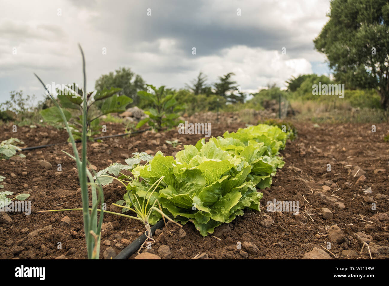 Vegetable garden. Row of fresh lettuces. Agriculture Stock Photo
