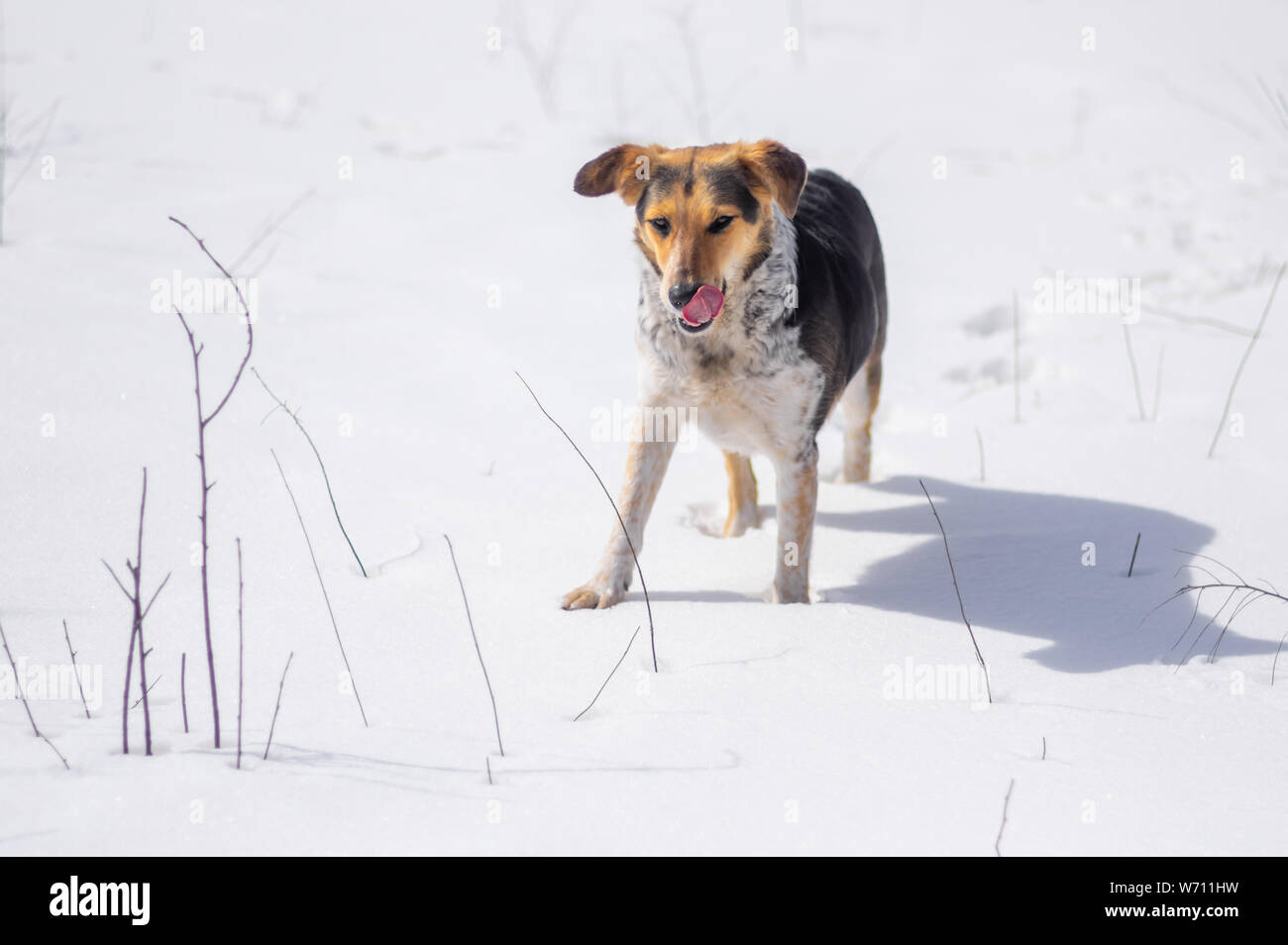 Hunting female dog licking when smell mice scent under fresh snow Stock Photo