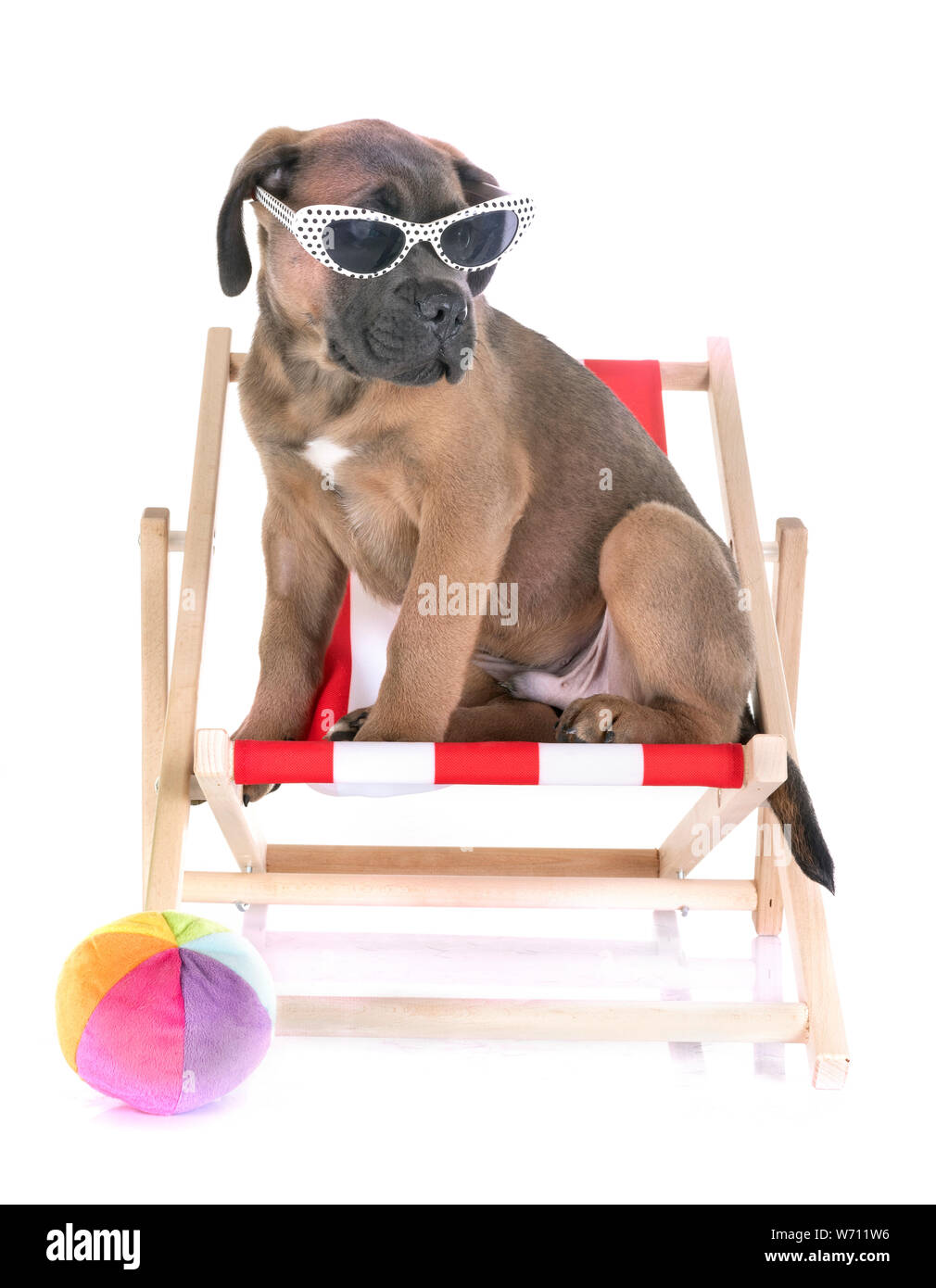 puppy italian mastiff in front of white background Stock Photo