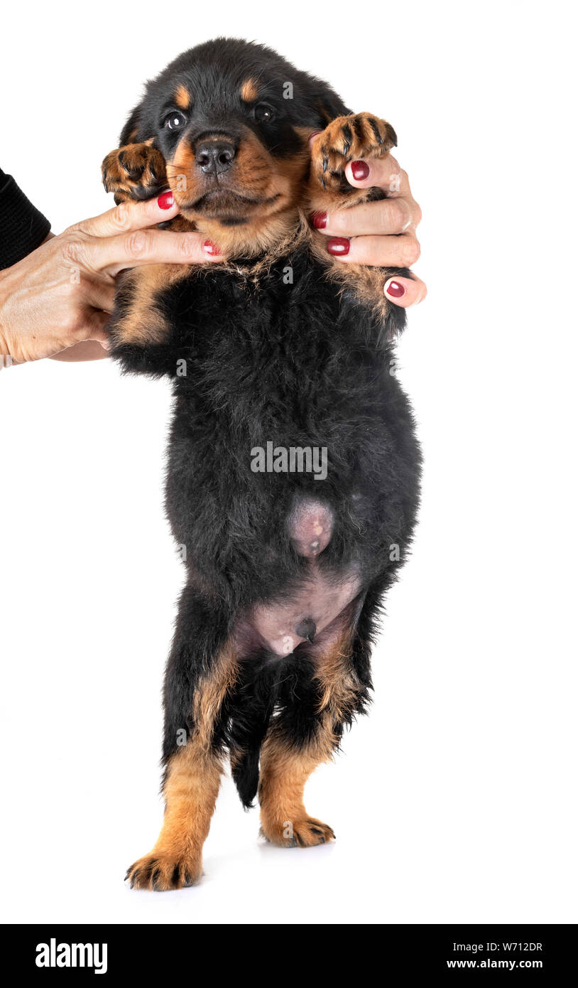 puppy with Umbilical hernia in front of white background Stock Photo