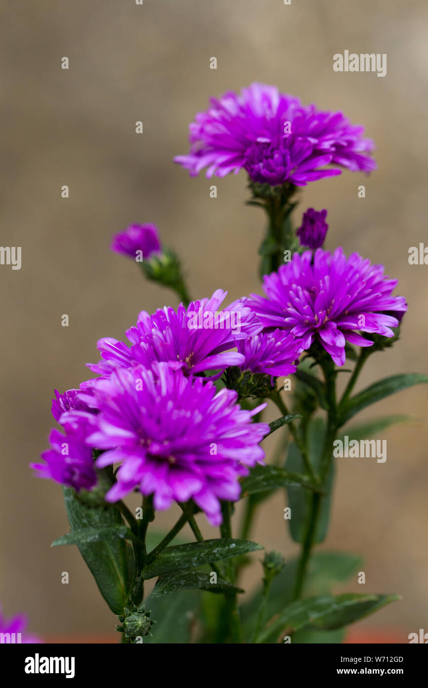 Aster 'Victoria' flowers blooming in summer, England, UK Stock Photo