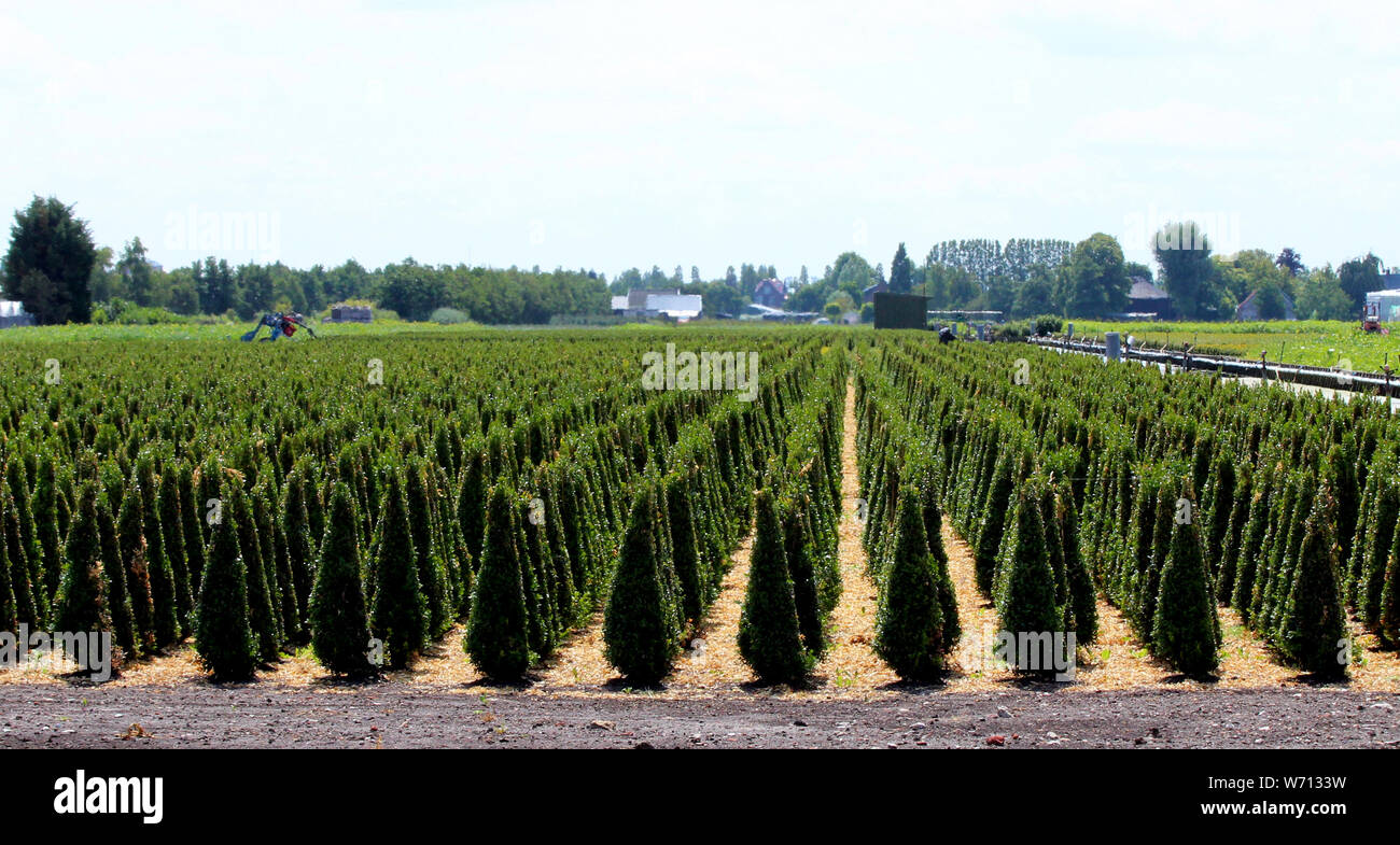 Buxus plant in shape of cone at nursery in Boskoop the Netherlands Stock Photo