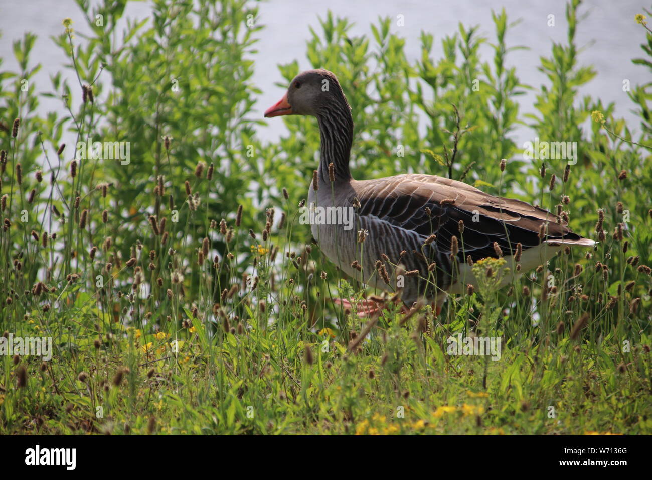 Grey canadian goose walking in the grass  at a pool in the Netherlands Stock Photo