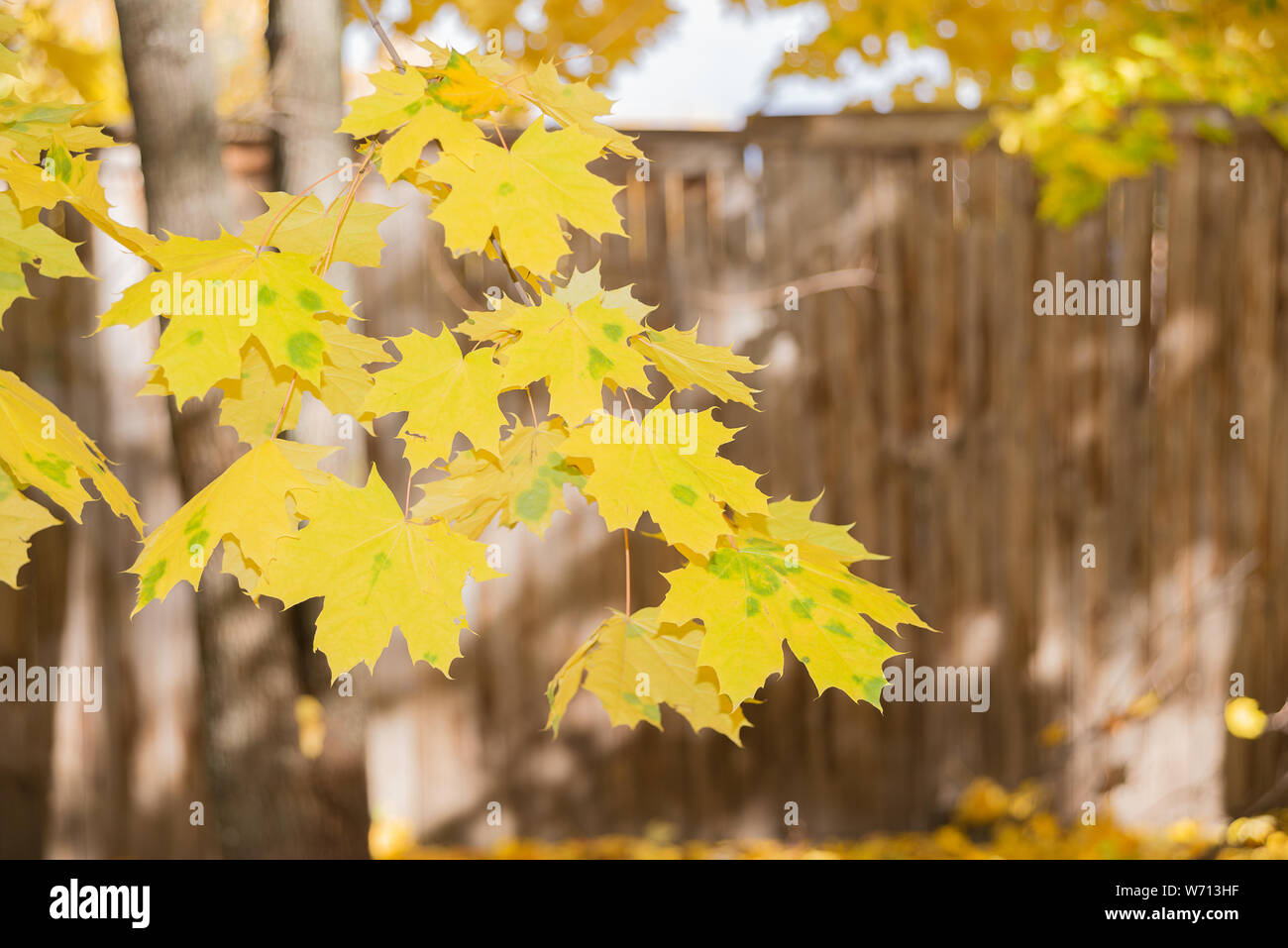 Branch of autumn maple with bright yellow leaves against the background ...