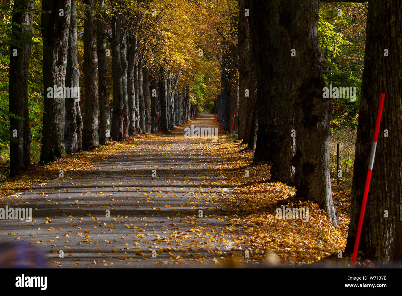 An asphalt road with beautiful autumn-colored trees Stock Photo