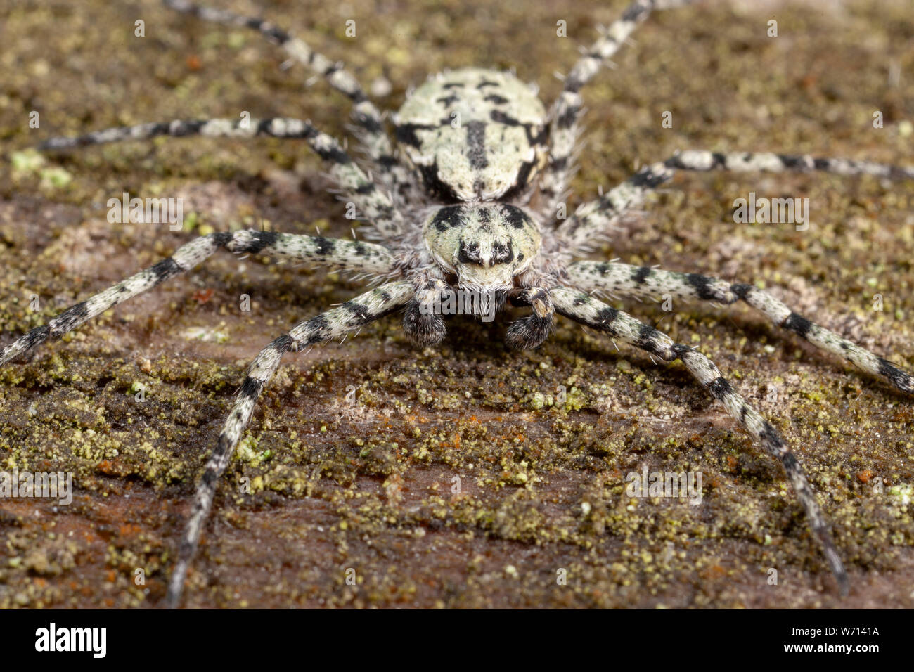 Beautiful spider photographed very close Stock Photo