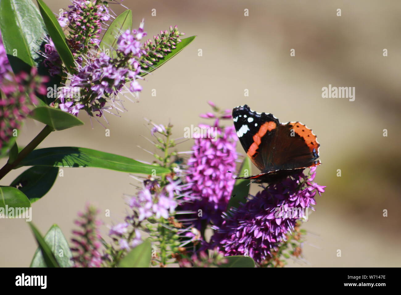 Painted Lady buttefly on lilac Hebe bush Stock Photo