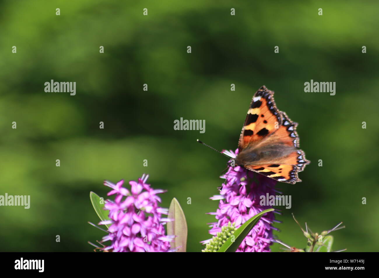 Painted Lady buttefly on lilac Hebe bush Stock Photo