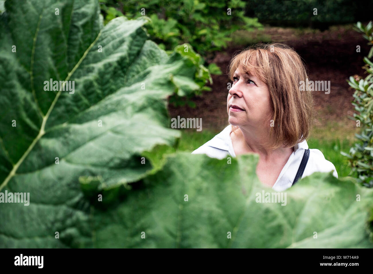 Woman gardener looking at giant gunnera Stock Photo