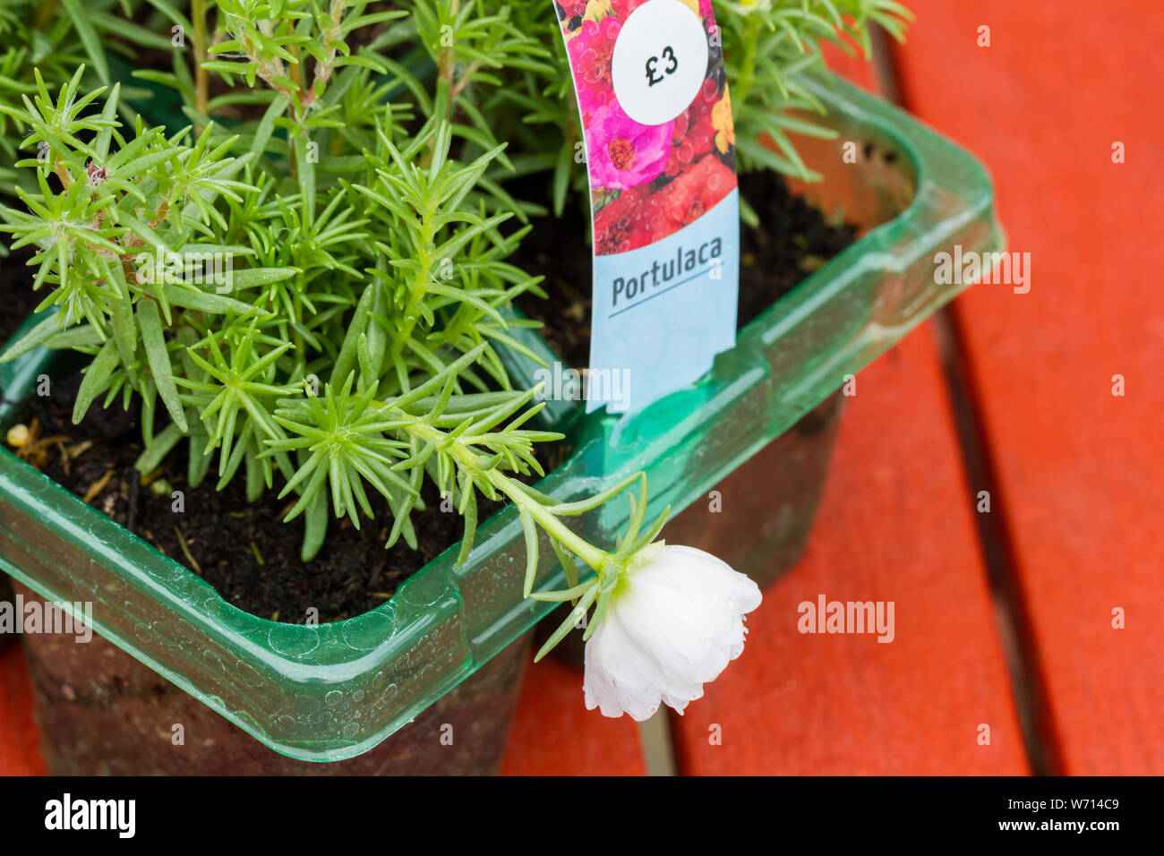 Portulaca plants, United Kingdom Stock Photo Alamy