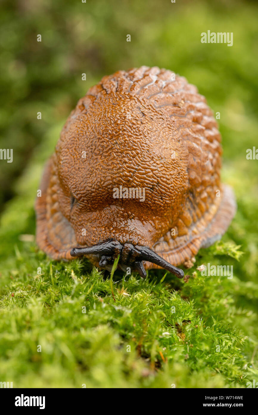 Slug eating moss hires stock photography and images Alamy