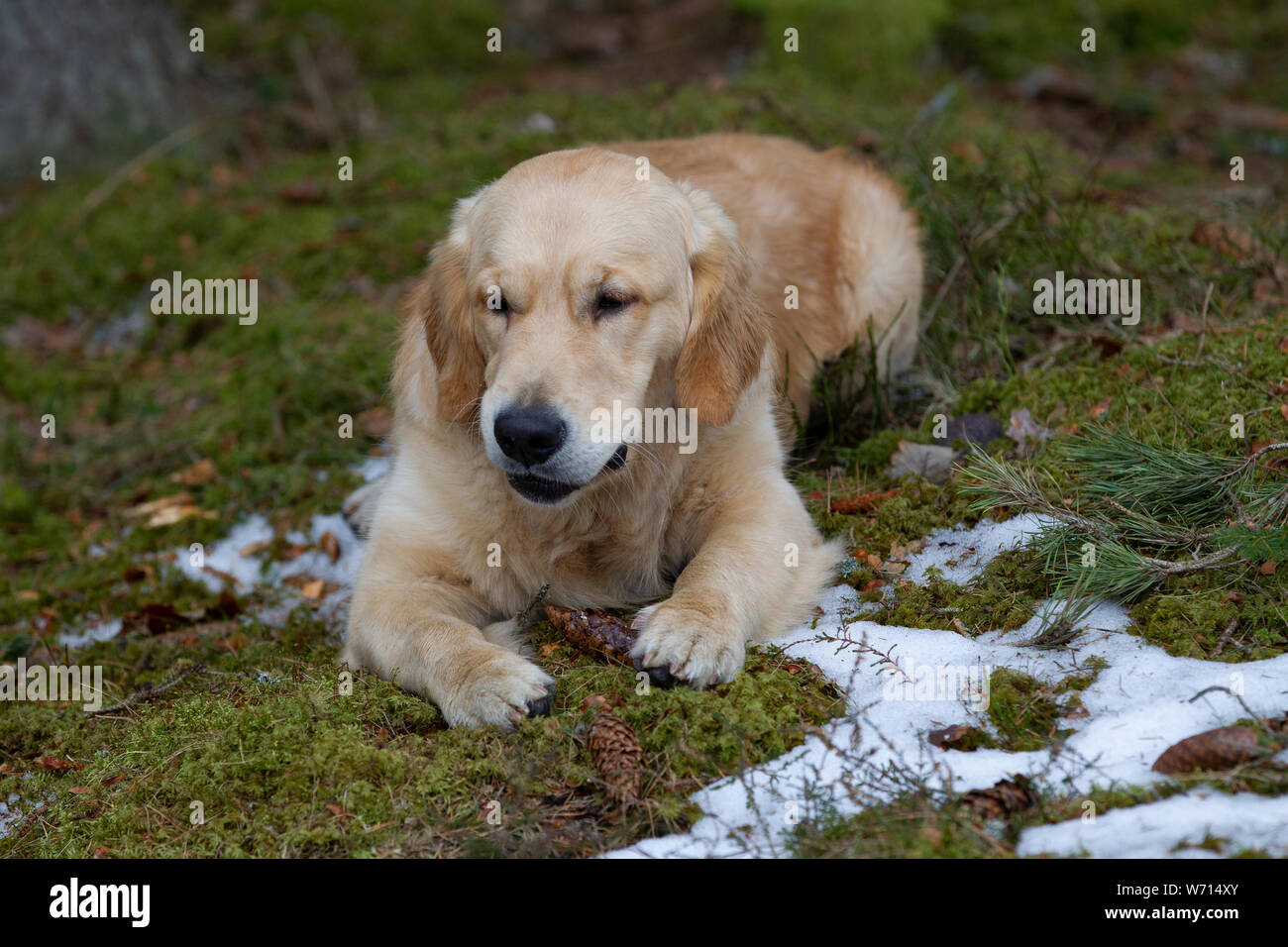 Golden retriever puppy playing Stock Photo