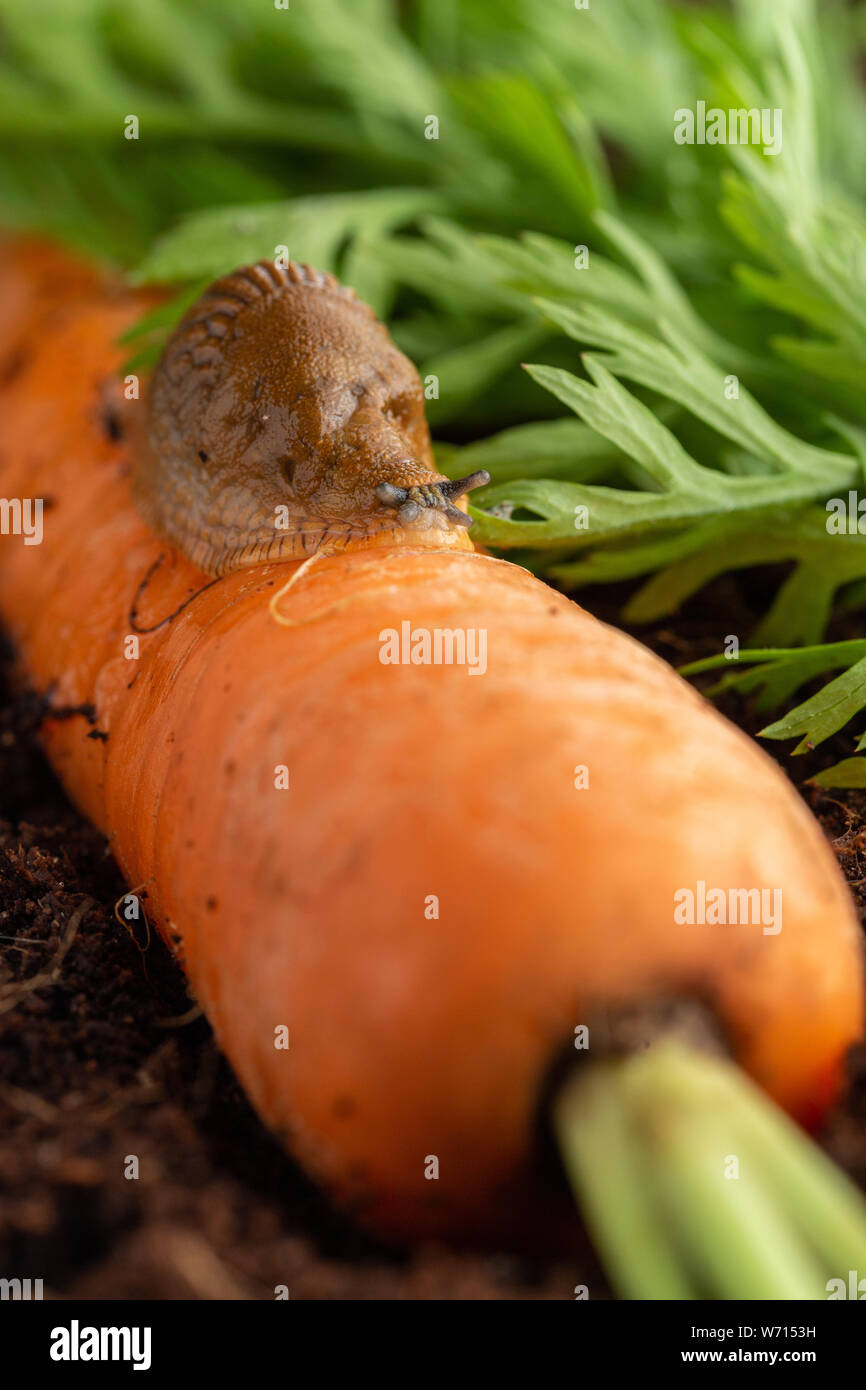 juvenile large red slug feeding on organic carrot Stock Photo Alamy