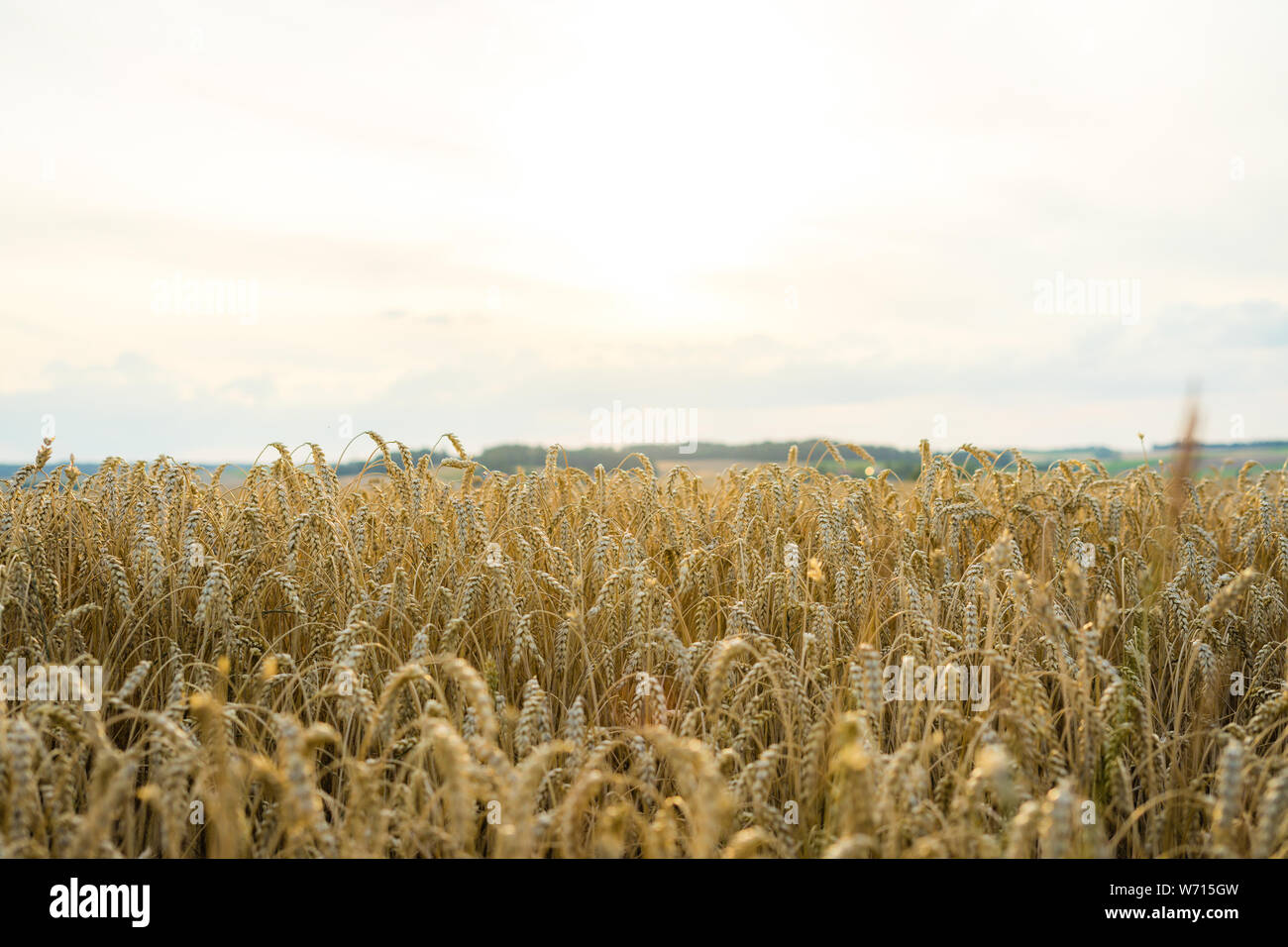 View over cornfield with sunny horizon Stock Photo