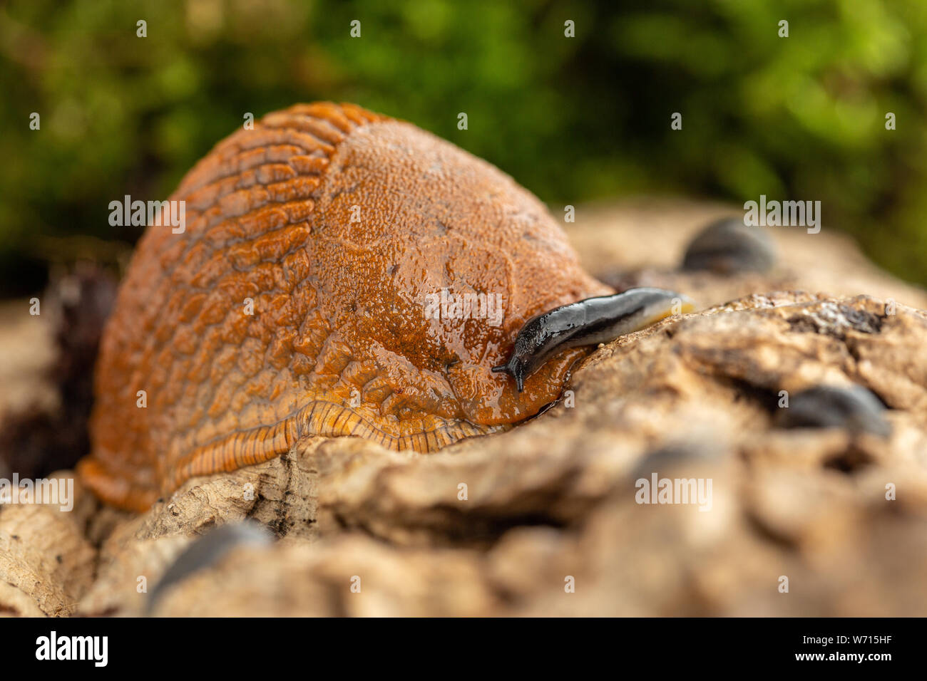Slug using its mantle for protection hi-res stock photography and ...