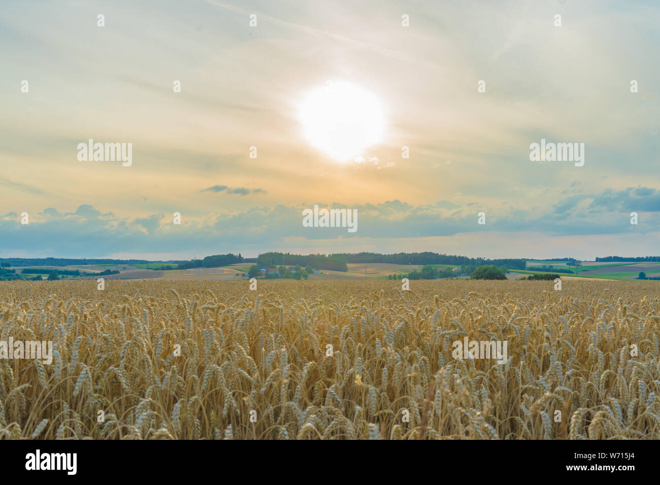 View over cornfield with sunny horizon Stock Photo