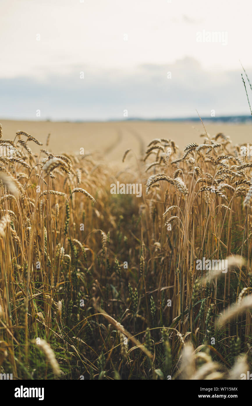 looking through a cornfield at afternoon Stock Photo