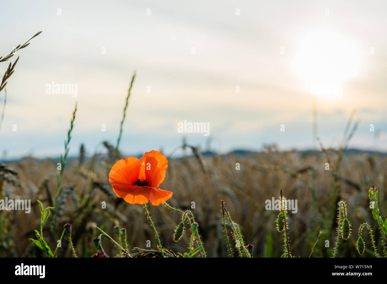 red flower on the cornfield with sunny background Stock Photo