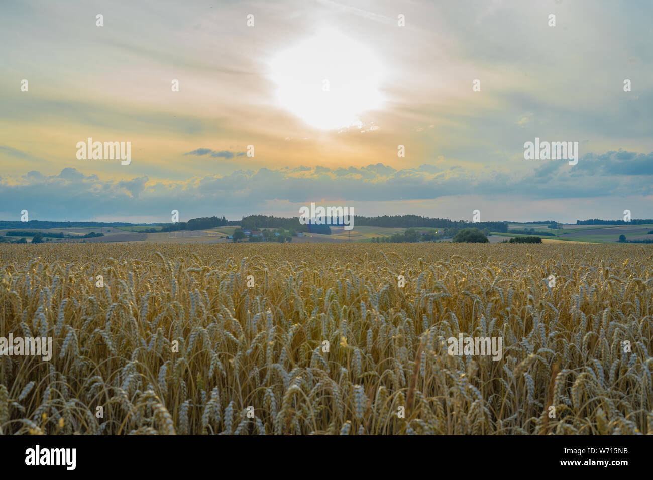 View over cornfield with sunny horizon Stock Photo