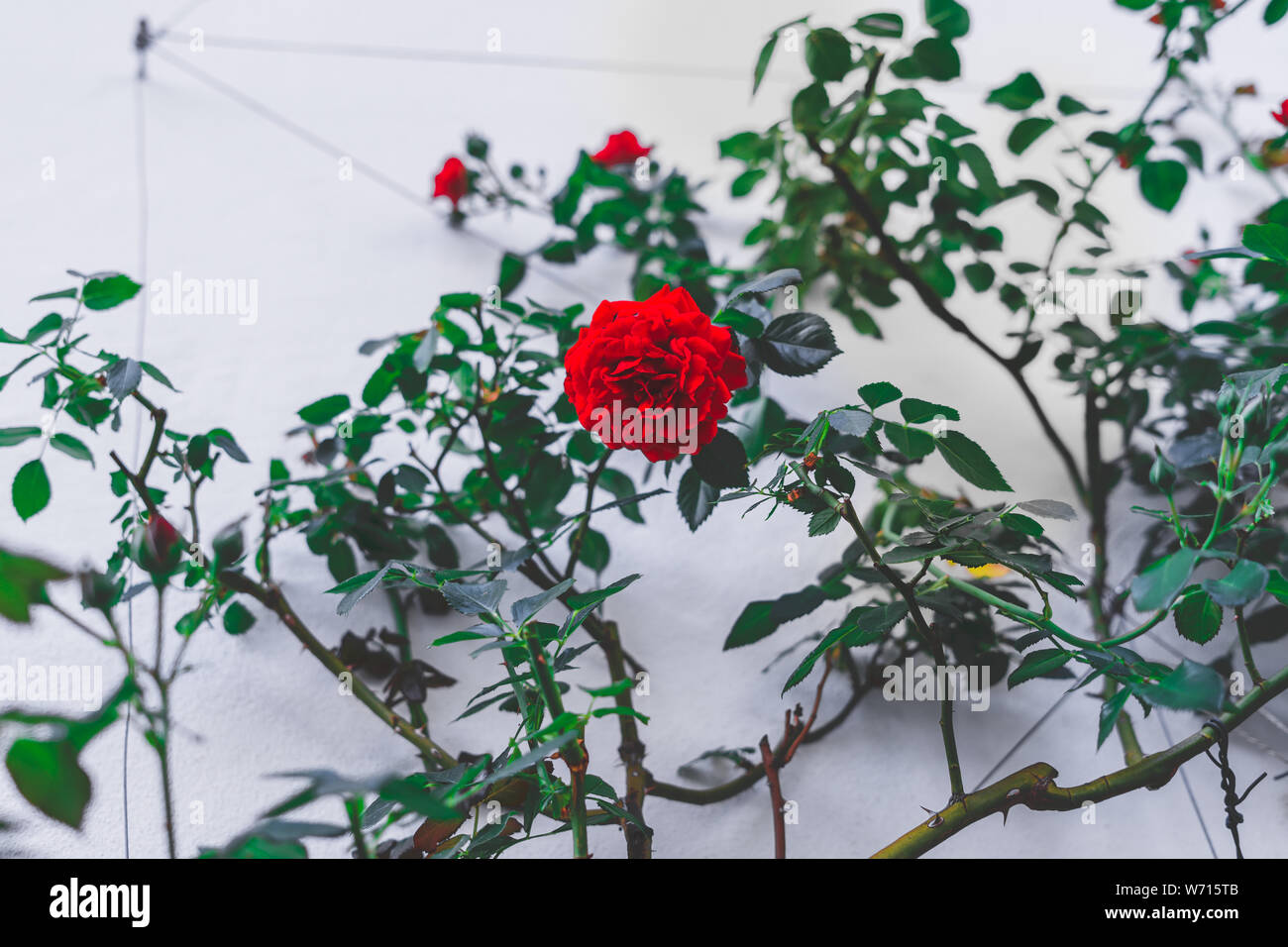 Close up of a beautiful red rose Stock Photo