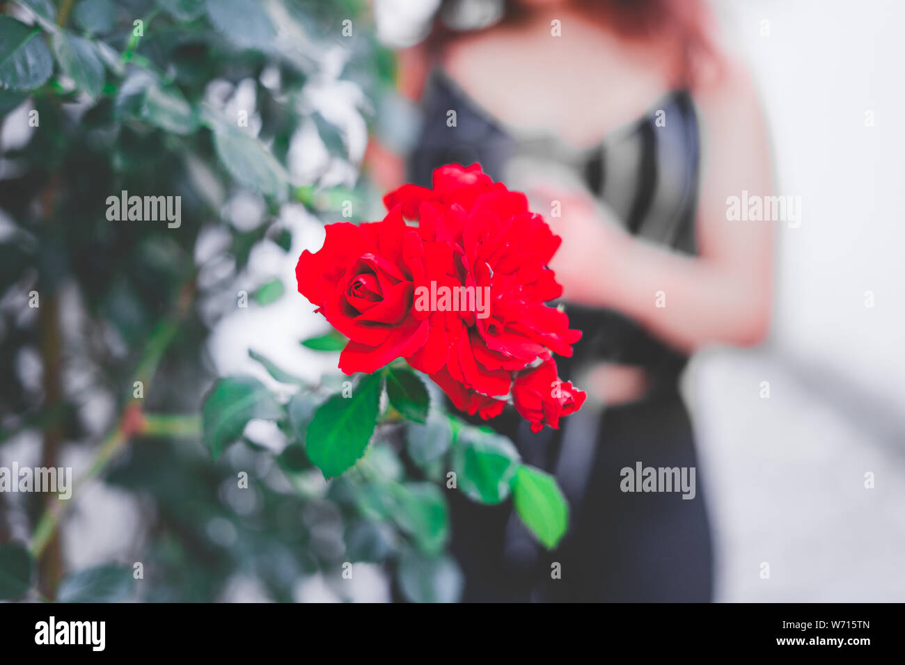 Close up of a beautiful red rose Stock Photo