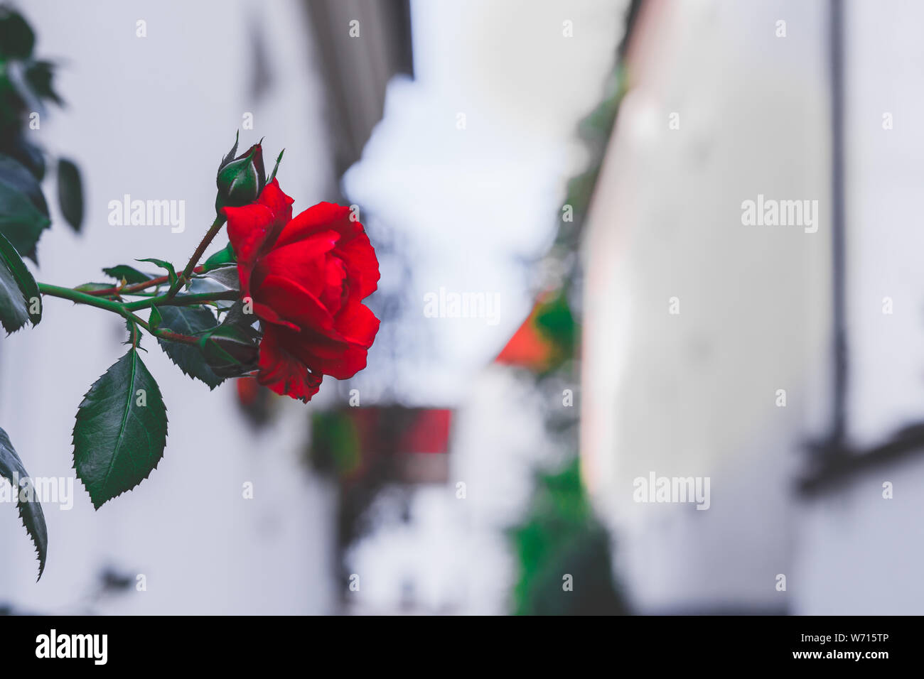 Close up of a beautiful red rose Stock Photo