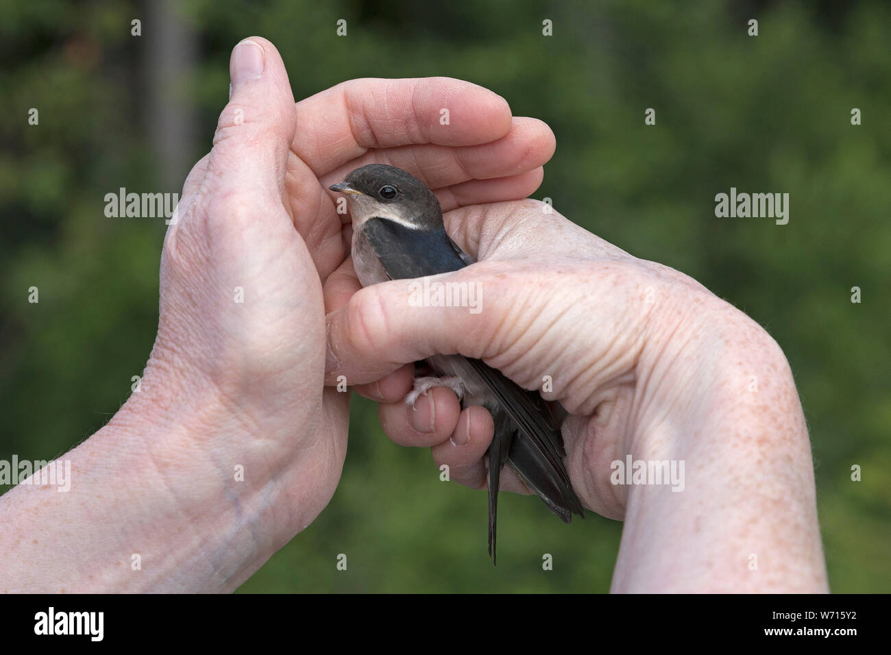 woman holding a hurt swallow Bavarian Forest, Bavaria, Germany Stock Photo
