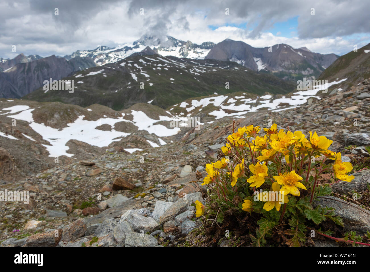 Geum reptans flowers. Rocks alpine plants. Glockner mountain massif in background. Austrian Alps. Europe. Stock Photo