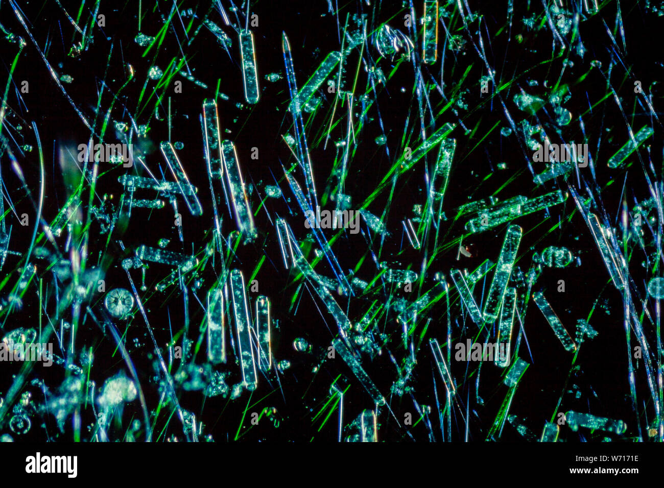Marine phytoplankton, darkfield photomicrograph Stock Photo