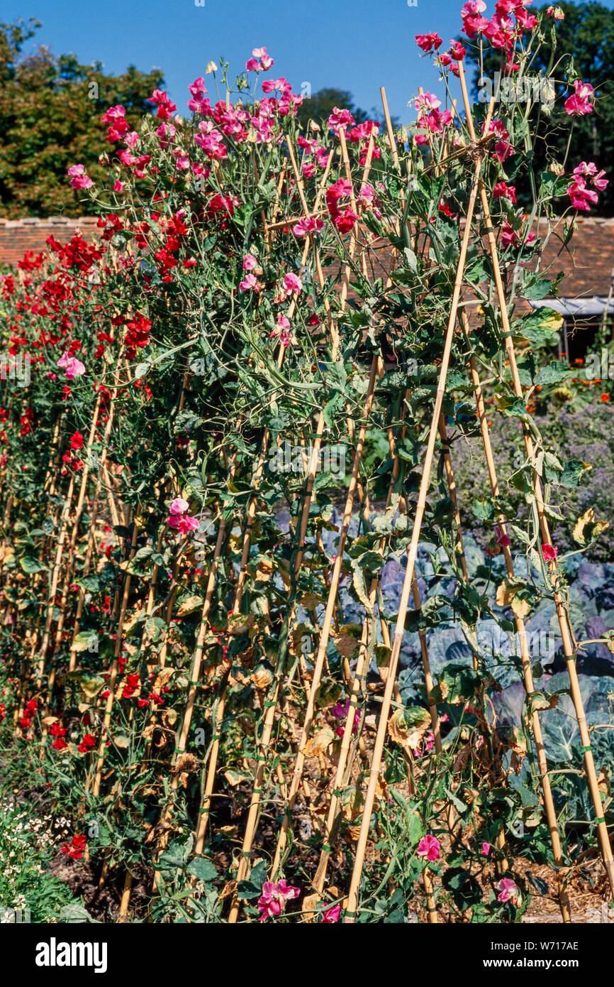 Pea plants on canes, gardening allotment Stock Photo