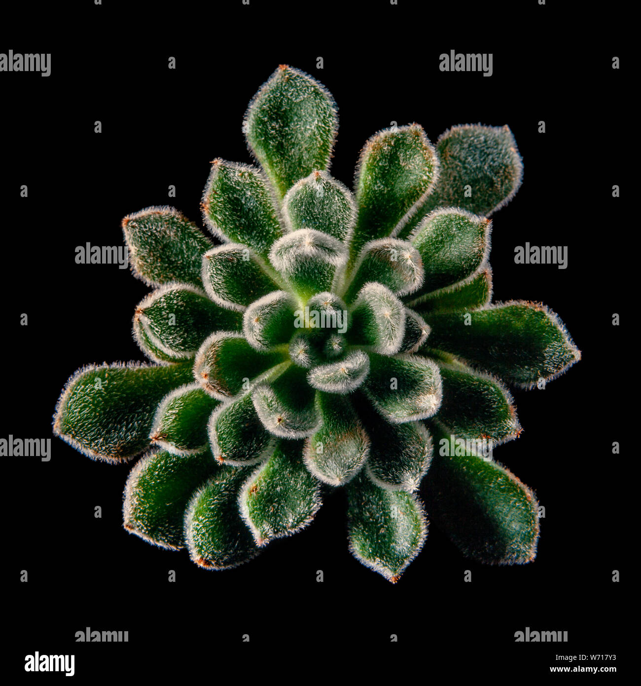Plush plant, Echeveria pulvinata Stock Photo