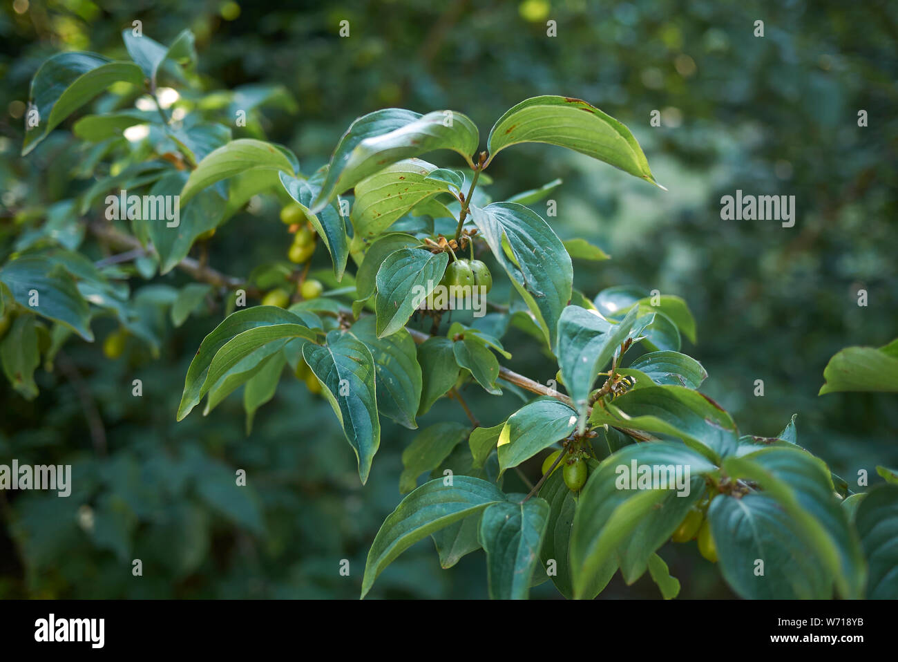 Cornus mas branch with fresh fruit and leaves Stock Photo