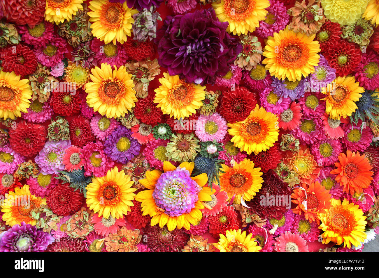 Carpet of flowers. Handmade carpet with authentic head of flowers