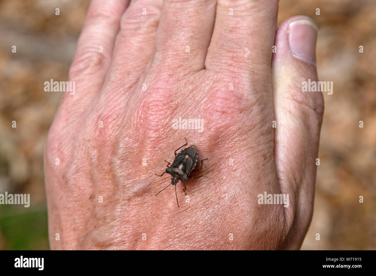 bug (Hemiptera) on hand, Bodenmais, Bayerischer Wald, Bavaria, Germany Stock Photo