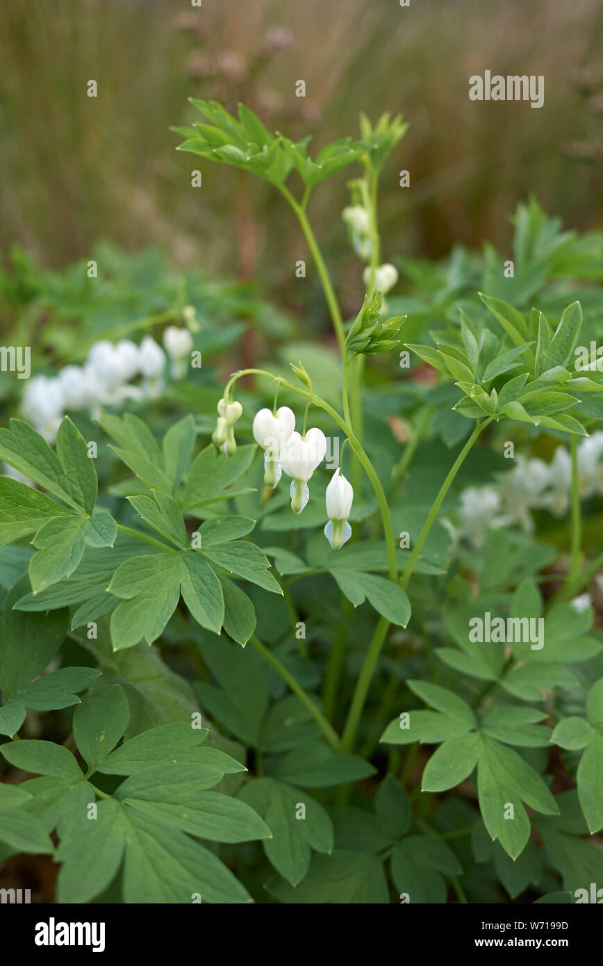 Dicentra spectabilis alba in bloom Stock Photo Alamy