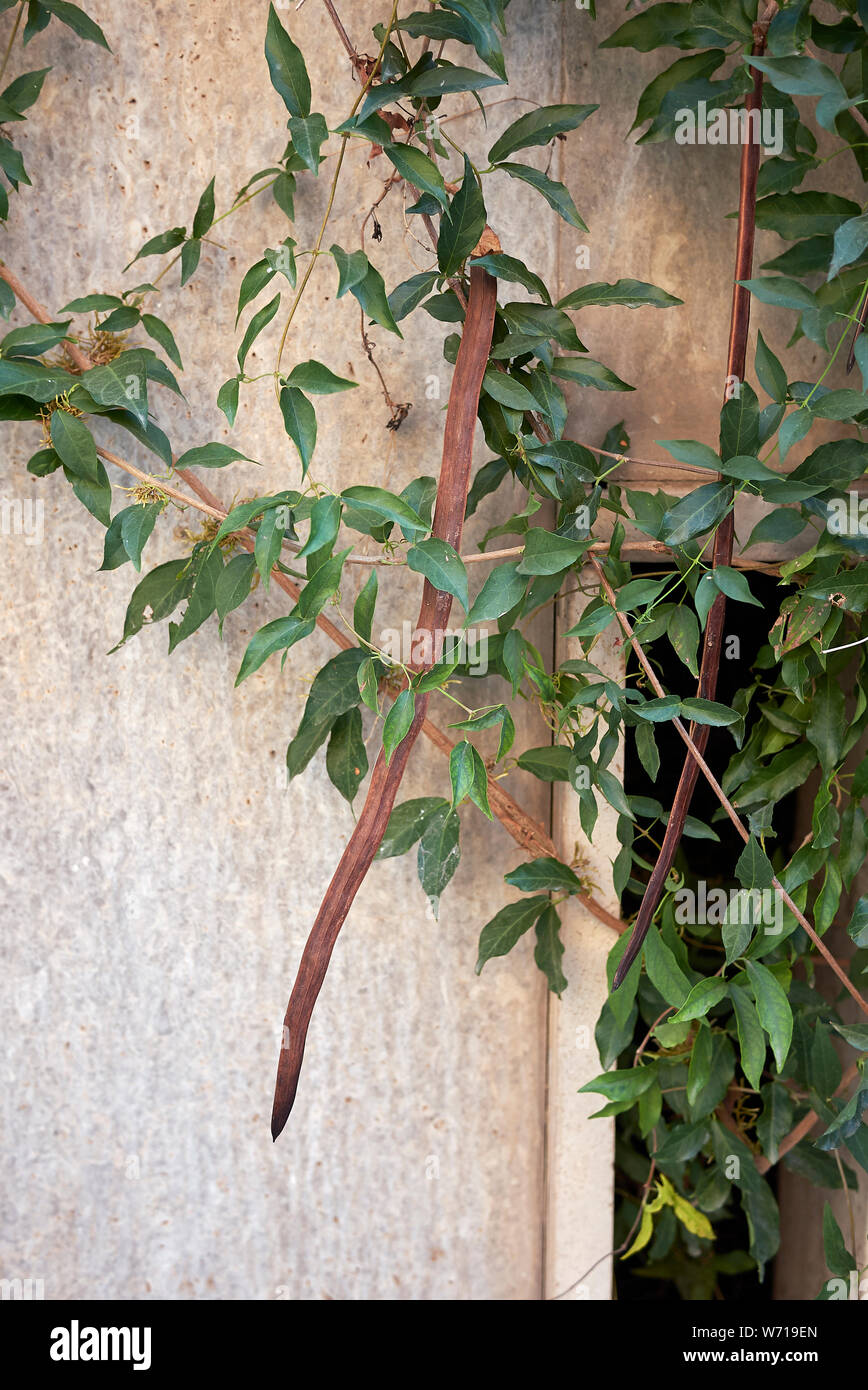 Dolichandra unguis-cati climber vine close up Stock Photo